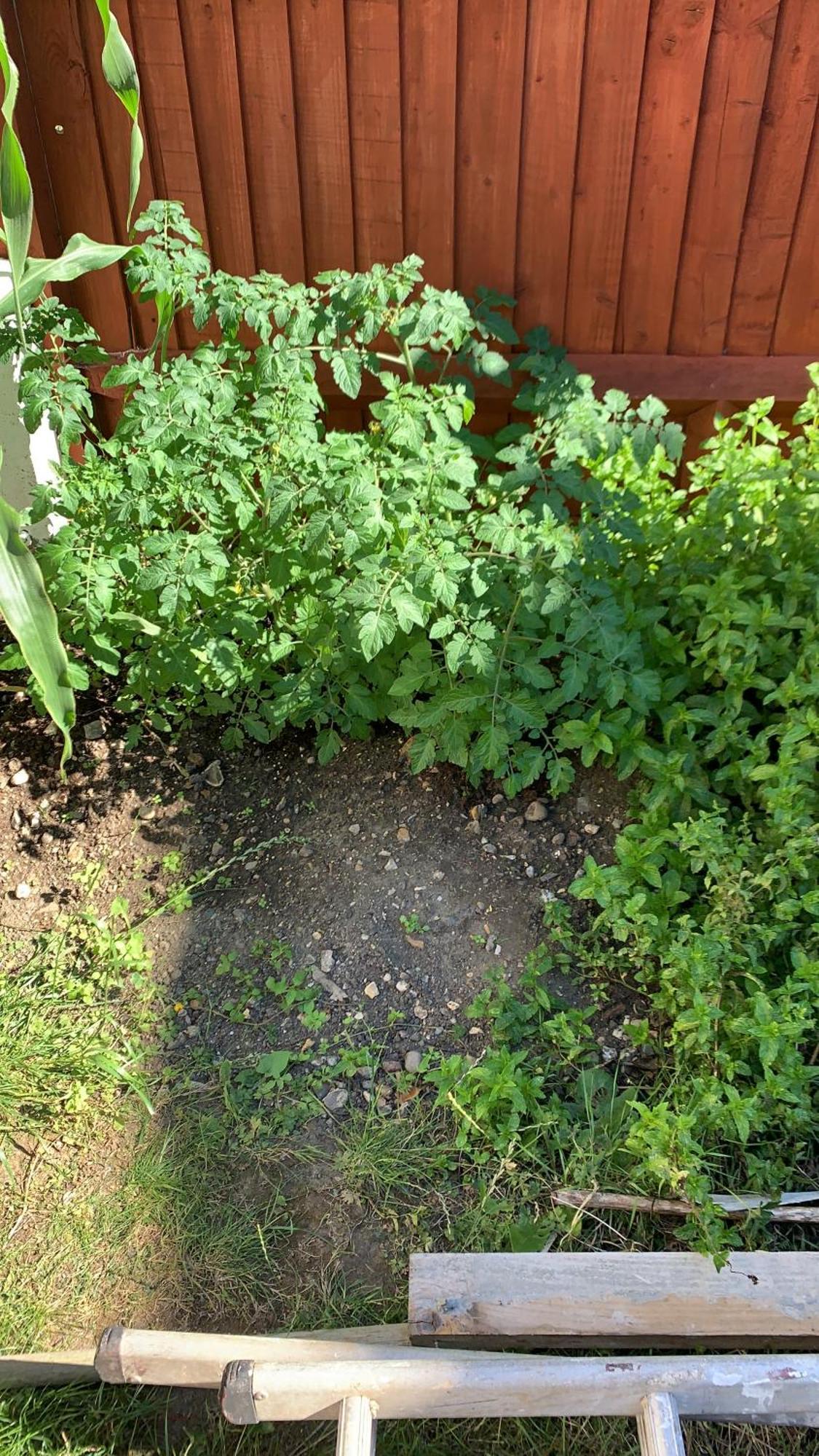 Queenomega'S Home Stay London Exterior foto